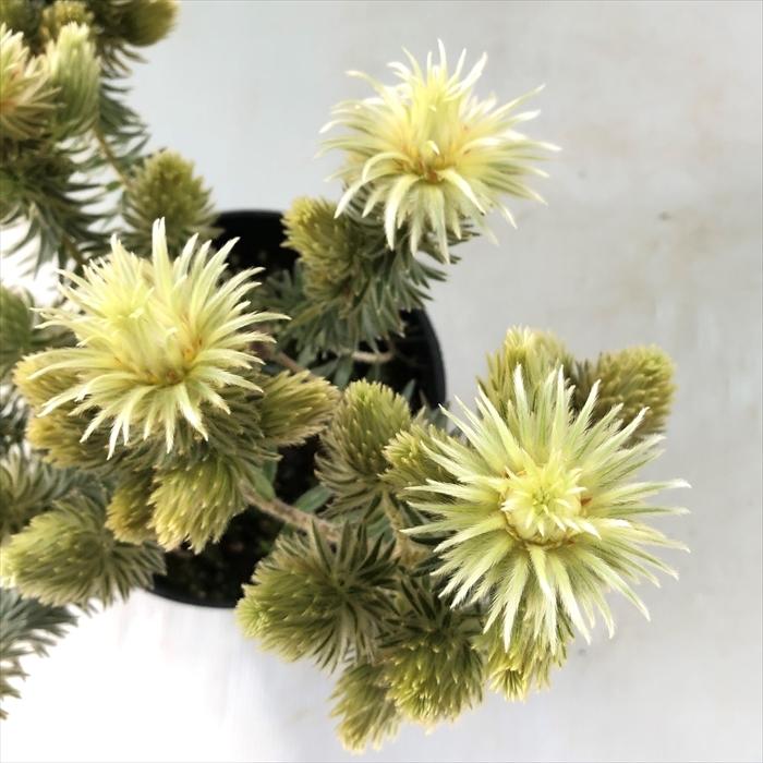 フィリカ プベッセンス ワフトフェザー 珍しい 花木 5号鉢 鉢植え 庭木 Z フラワーネット日本花キ流通 通販 Yahoo ショッピング