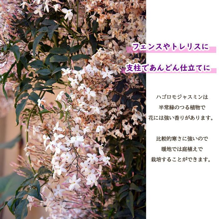 ハゴロモジャスミン 4 5号鉢 羽衣ジャスミン ジャスミン 花木 Z フラワーネット日本花キ流通 通販 Yahoo ショッピング