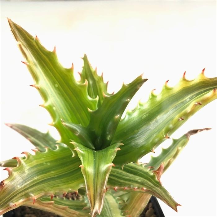 多肉植物 Ca斑入りアロエ コンゴレンシス錦 多肉植物 ハオルチア 0128 003 現品販売 9cmポット Z フラワーネット日本花キ流通 通販 Yahoo ショッピング