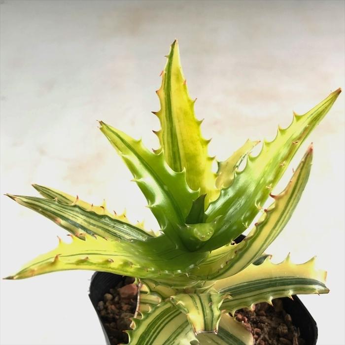 高い素材 多肉植物 Ca斑入りアロエ コンゴレンシス錦 多肉植物 ハオルチア 0128 011 現品販売 9cmポット Web限定 Zoetalentsolutions Com