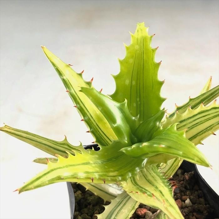 多肉植物 Ca斑入りアロエ コンゴレンシス錦 多肉植物 ハオルチア 0128 012 現品販売 9cmポット Z フラワーネット日本花キ流通 通販 Yahoo ショッピング