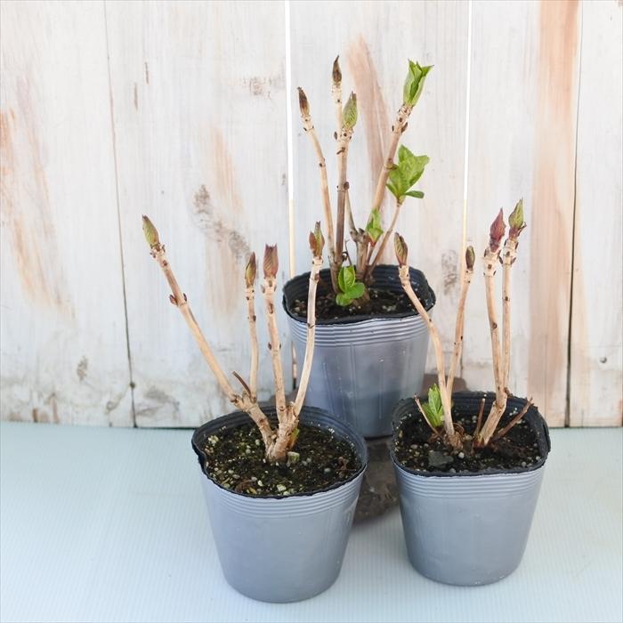 予約販売 開花見込みアジサイ苗 加茂ガーデンアジサイ モナリザ 10 5cmポット苗 紫陽花 あじさい ハイドランジア Hydrangea Nic 4月中旬以降発送 Z フラワーネット日本花キ流通 通販 Yahoo ショッピング