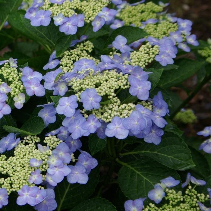 予約販売 開花見込みアジサイ苗 加茂ガーデンアジサイ モダンタイムス 10 5cmポット苗 紫陽花 あじさい ハイドランジア Hydrangea Nic 4月中旬以降発送 Z フラワーネット日本花キ流通 通販 Yahoo ショッピング
