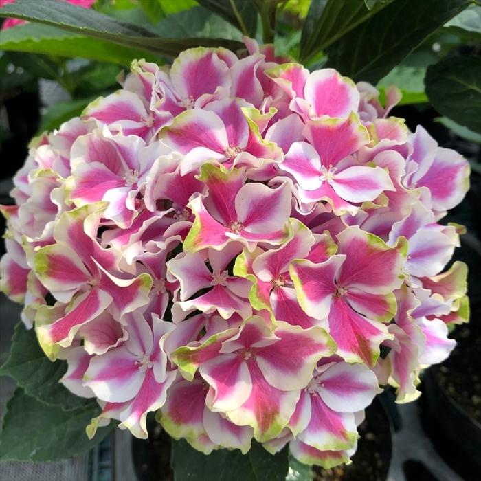 予約販売 アジサイ サーフィンシリーズ カラーウェーブス 12cmポット苗 紫陽花 あじさい ハイドランジア Hydrangea Nic 4月中旬以降発送 Z フラワーネット日本花キ流通 通販 Yahoo ショッピング