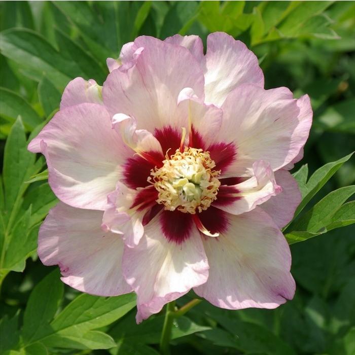 インターセクショナルハイブリッド芍薬開花見込み苗 パステル スプレンダー 15ｃｍ鉢 ハイブリッド芍薬 ハイブリッドシャクヤク 牡丹 芍薬交配種 花苗 落葉 N Z フラワーネット日本花キ流通 通販 Yahoo ショッピング