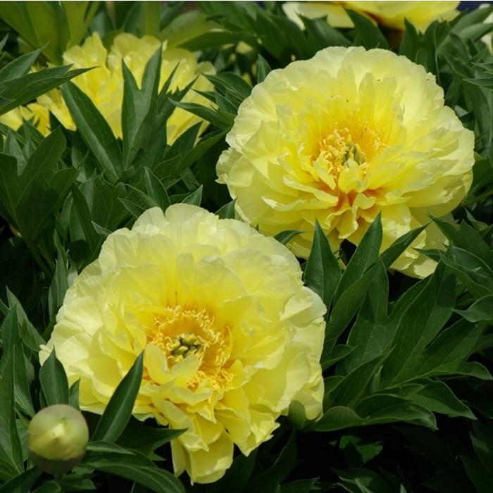 インターセクショナルハイブリッド芍薬 開花見込み苗 バートゼラ 15ｃｍ鉢 ハイブリッド芍薬 ハイブリッドシャクヤク 牡丹 芍薬交配種 花苗 落葉 Nic Z フラワーネット日本花キ流通 通販 Yahoo ショッピング