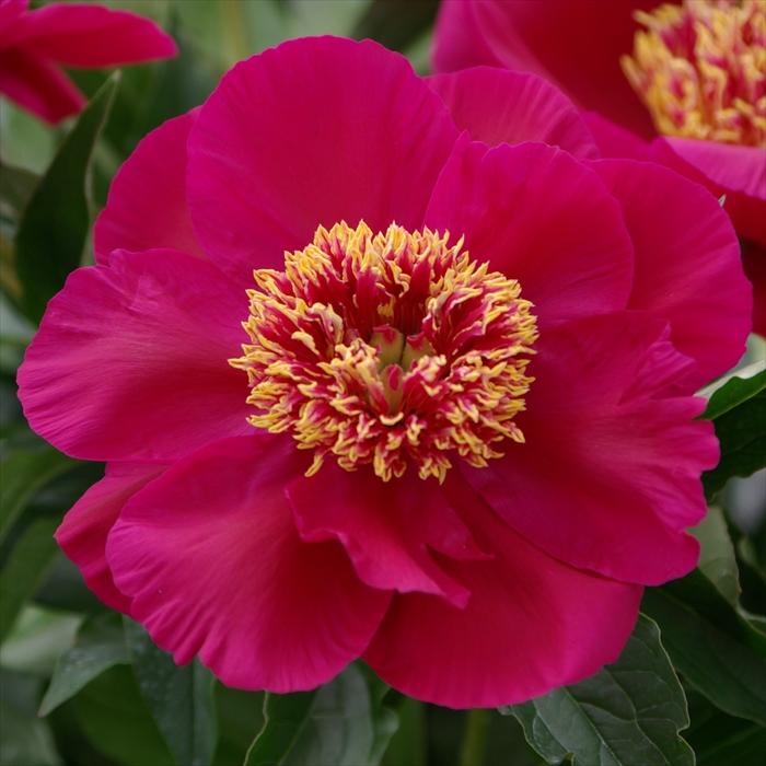 日本花キ流通 予約販売 芍薬 苗 みらい 15cmポット シャクヤク