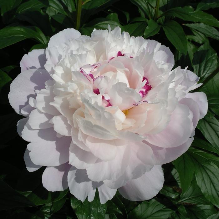 リョウスイ　　芍薬苗 リョウスイ 様専用 芍薬苗 日本花キ流通 予約販売 芍薬 苗 酔月（すい