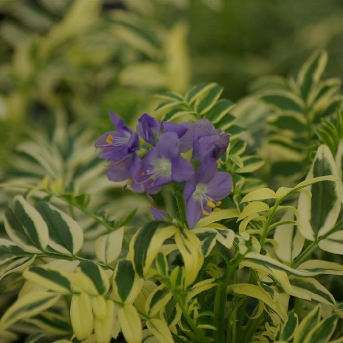 予約販売 宿根草の苗 ポレモニウム ブリーズドアンジェ 10 5cmポット苗 ポレモニューム ハナシノブ科 斑入り 花苗 半常緑 Nic 4月下旬以降発送 Z フラワーネット日本花キ流通 通販 Yahoo ショッピング