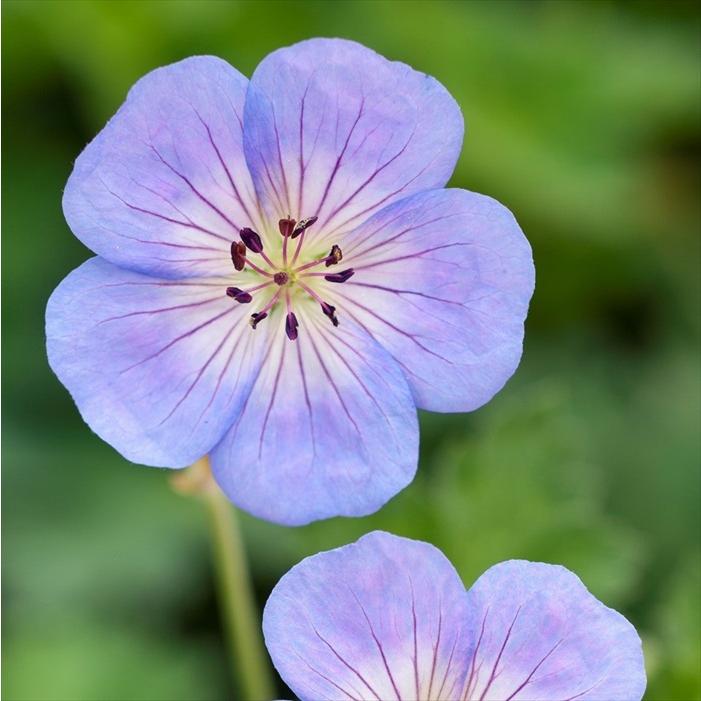 予約販売 宿根草の苗 ゲラニウム アズール ラッシュ 10 5cmポット苗 フウロソウ科 ゲラニューム 花苗 落葉 Nic 4月下旬以降発送 Z フラワーネット日本花キ流通 通販 Yahoo ショッピング