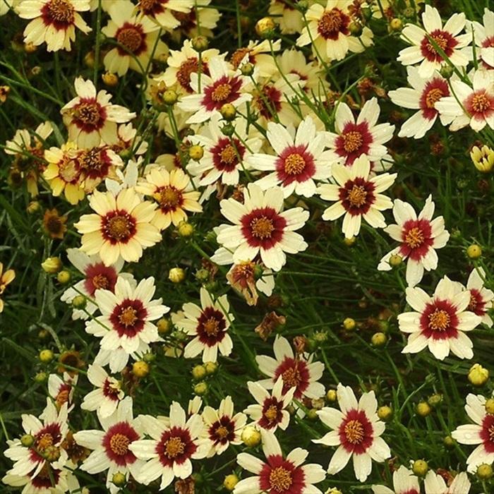 予約販売 宿根草の苗 コレオプシス スノーベリー 10 5cmポット苗 ハルシャギク キク科 花苗 落葉 Nic 4月下旬以降発送 Z フラワーネット日本花キ流通 通販 Yahoo ショッピング