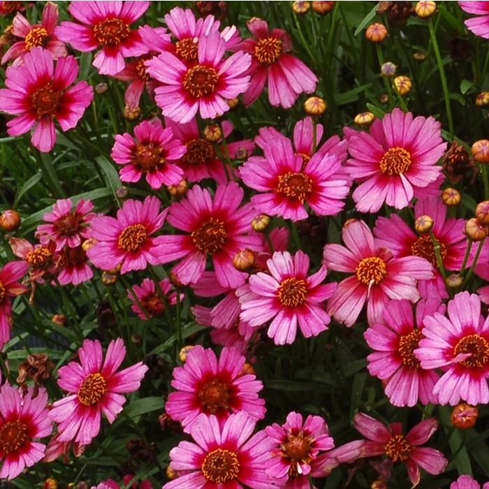 予約販売 宿根草の苗 コレオプシス ガーネット 10 5cmポット苗 ハルシャギク キク科 花苗 落葉 Nic 4月下旬以降発送 Z フラワーネット日本花キ流通 通販 Yahoo ショッピング