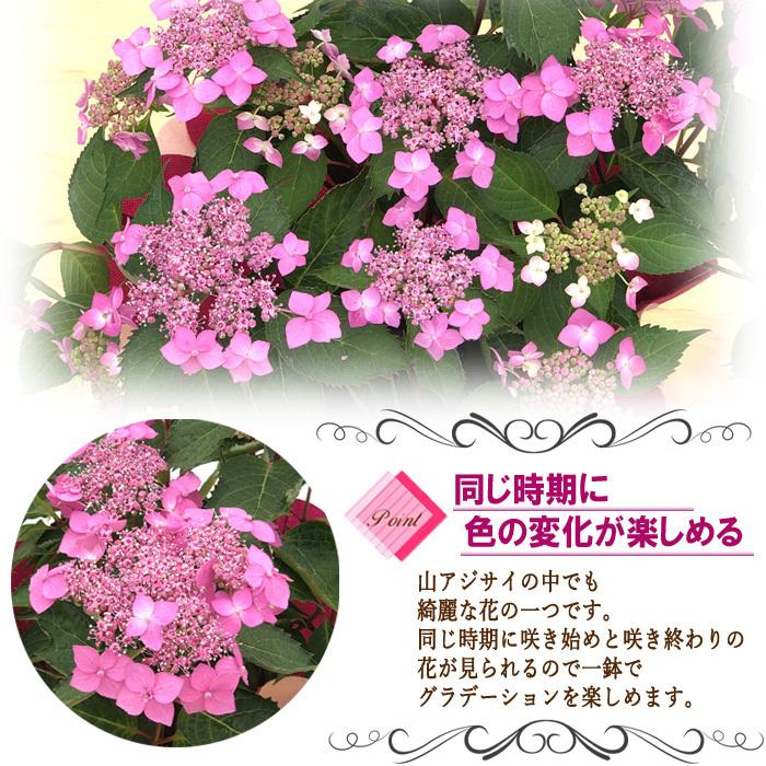 遅れてごめんね 母の日 ギフト アジサイ 七変化 ピンク 5号鉢 送料無料 贈り物 プレゼント あじさい 紫陽花 花 鉢植え Z フラワーネット日本花キ流通 通販 Yahoo ショッピング