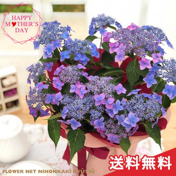遅れてごめんね 母の日 ギフト アジサイ 七変化 ブルー 5号鉢 送料無料 贈り物 プレゼント あじさい 紫陽花 花 鉢植え Z フラワーネット日本花キ流通 通販 Yahoo ショッピング