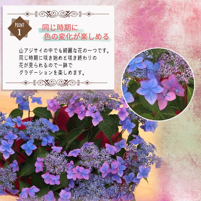 遅れてごめんね 母の日 ギフト アジサイ 七変化 ブルー 5号鉢 送料無料 贈り物 プレゼント あじさい 紫陽花 花 鉢植え Z フラワーネット日本花キ流通 通販 Yahoo ショッピング