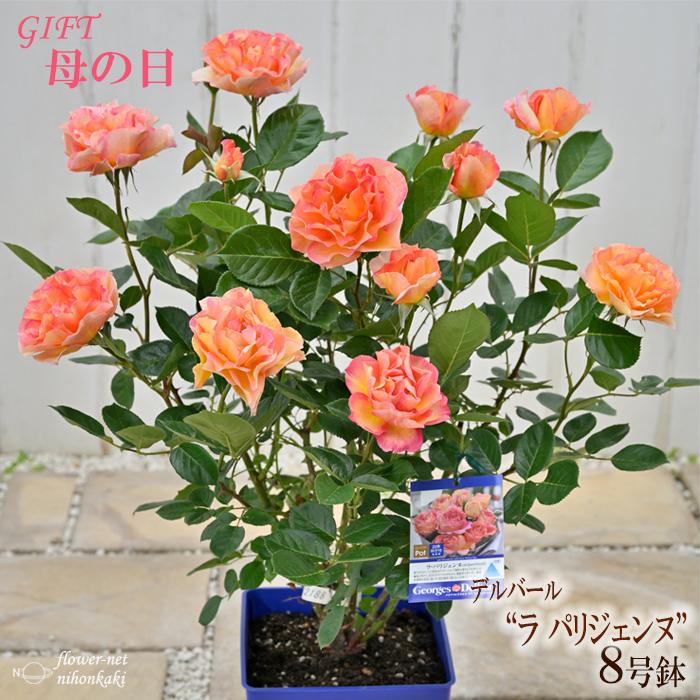 遅れてごめんね 母の日 ギフト バラ デルバール ラパリジェンヌ 贈り物 プレゼント バラ 薔薇 8号鉢 送料無料 花 鉢植え 母の日21 Z フラワーネット日本花キ流通 通販 Yahoo ショッピング