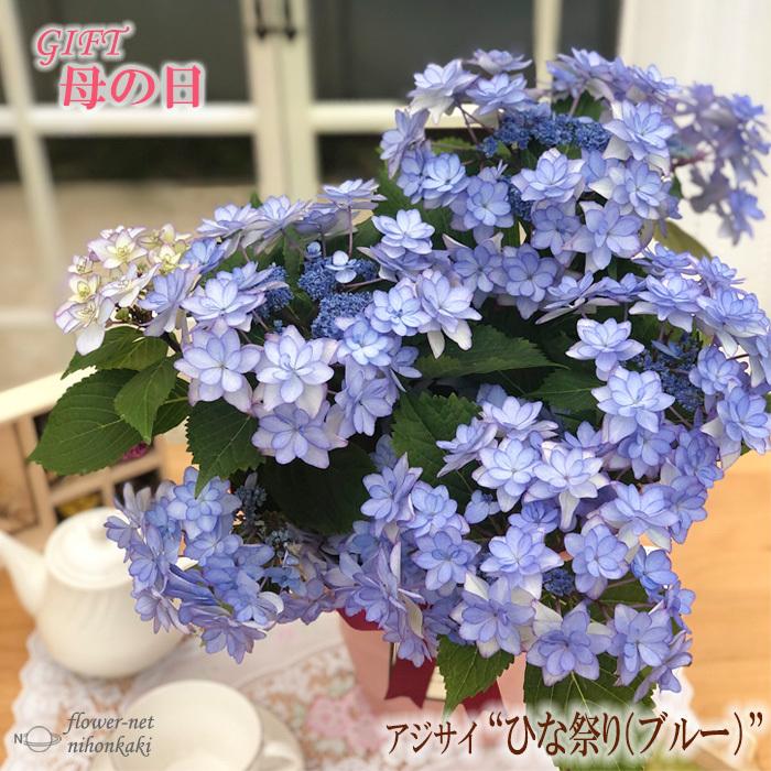 遅れてごめんね 母の日 ギフト アジサイ ひな祭り ブルー 5号鉢 送料無料 贈り物 プレゼント あじさい 紫陽花 花 鉢植え Z フラワーネット日本花キ流通 通販 Yahoo ショッピング