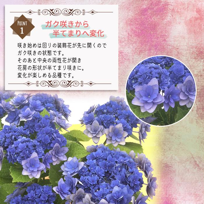 早割 母の日 ギフト アジサイ 卑弥呼 ブルー 5号鉢 送料無料 贈り物 プレゼント あじさい 紫陽花 花 鉢植え Z フラワーネット日本花キ流通 通販 Yahoo ショッピング