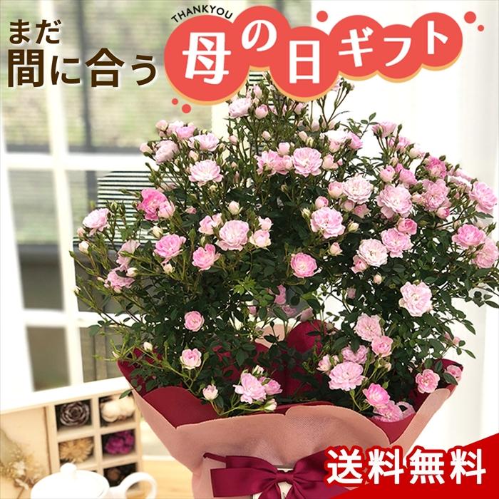 遅れてごめんね 母の日 ギフト つるバラ 舞姫 リング 5号鉢 送料無料 贈り物 プレゼント 薔薇 バラ 花 鉢植え Z フラワーネット日本花キ流通 通販 Yahoo ショッピング