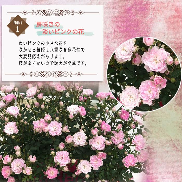 早割 母の日 ギフト つるバラ 舞姫 リング 5号鉢 送料無料 贈り物 プレゼント 薔薇 バラ 花 鉢植え 母の日21 Z フラワーネット日本花キ流通 通販 Yahoo ショッピング