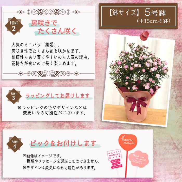 遅れてごめんね 母の日 ギフト つるバラ 舞姫 リング 5号鉢 送料無料 贈り物 プレゼント 薔薇 バラ 花 鉢植え Z フラワーネット日本花キ流通 通販 Yahoo ショッピング