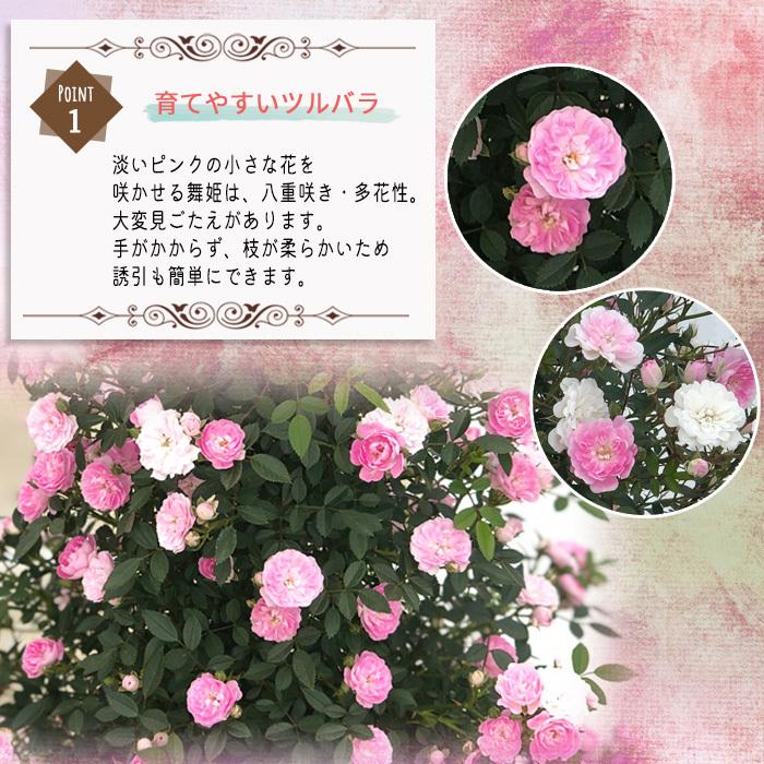 早割 母の日 ギフト つるバラ 舞姫 タワー 6号鉢 送料無料 贈り物 プレゼント 薔薇 バラ 花 鉢植え 母の日21 Z フラワーネット日本花キ流通 通販 Yahoo ショッピング