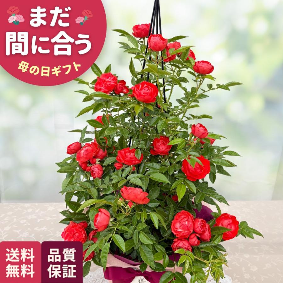 母の日 ギフト 花 バラ オレンジマザーズデイ タワー 6号鉢 送料無料 母の日 プレゼント 鉢植え つるバラ 日本花キ流通（Yahoo!・フラワーネット日本花キ流通）