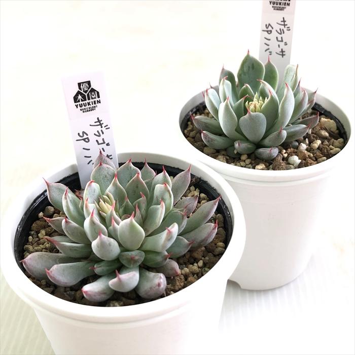 多肉植物 エケベリア ザラゴーサ spノバ　根付き　抜き苗 多肉植物 yukエケベリア ザラゴーサspノバ 優木園さんの苗 送料