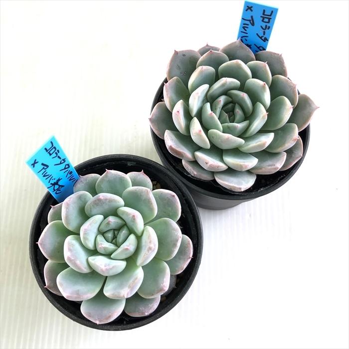 多肉植物 oriエケベリア コロラータタパルパ×アルバ美尼 おらいさん苗