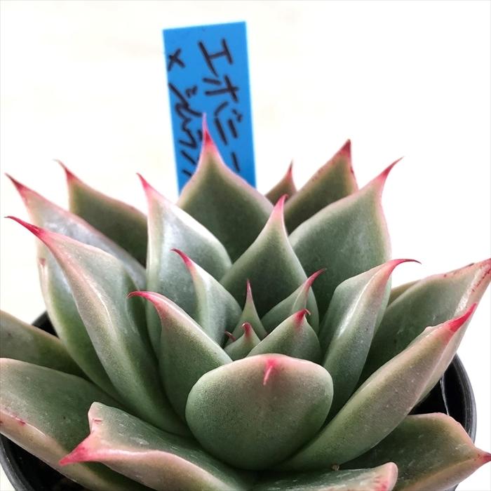 多肉植物  ❤️エボニー ジゼル ❤️吉赛尔❤️ 1大頭12cm!拔き苗！ 吉赛尔– Bella Succulent Garden
