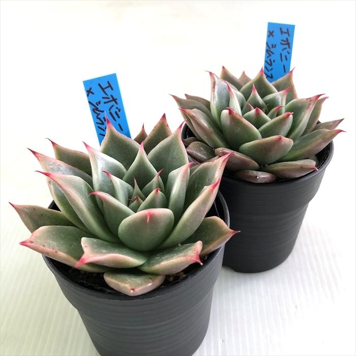 多肉植物 oriエケベリア エボニー×シムランスアセンション おらいさん
