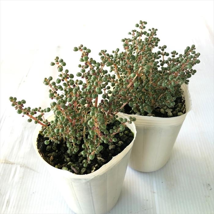日本花キ流通 多肉植物 sbピレア グロボーサ 露鏡 多肉植物 ピレア 7.5