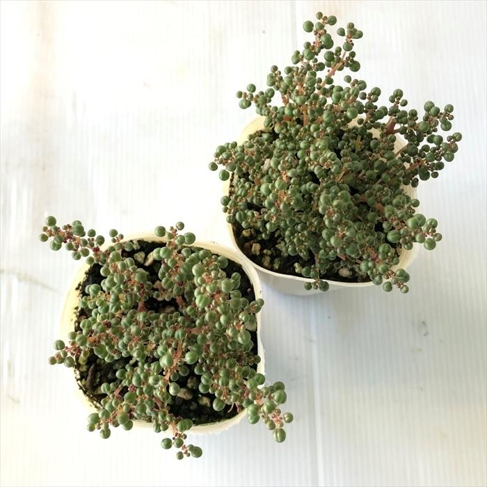 日本花キ流通 多肉植物 sbピレア グロボーサ 露鏡 多肉植物 ピレア 7.5