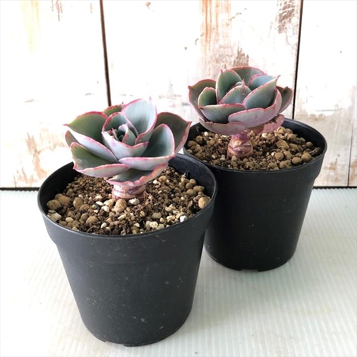 日本花キ流通 多肉植物 skエケベリア ダヴィンチコード 日本花キ流通 多肉植物 skエケベリア ダヴィンチコード