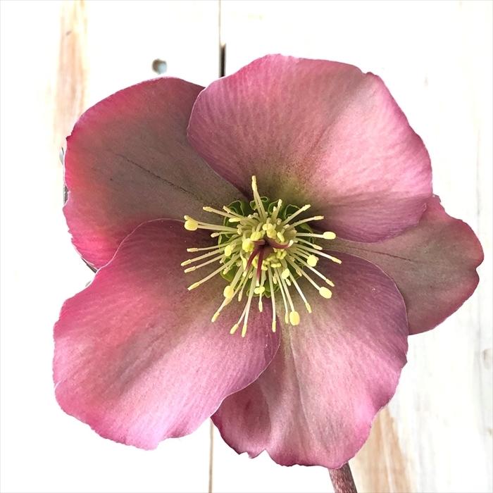 クリスマスローズ ベニピンク 5号鉢 花苗 ガーデニング Z フラワーネット日本花キ流通 通販 Yahoo ショッピング