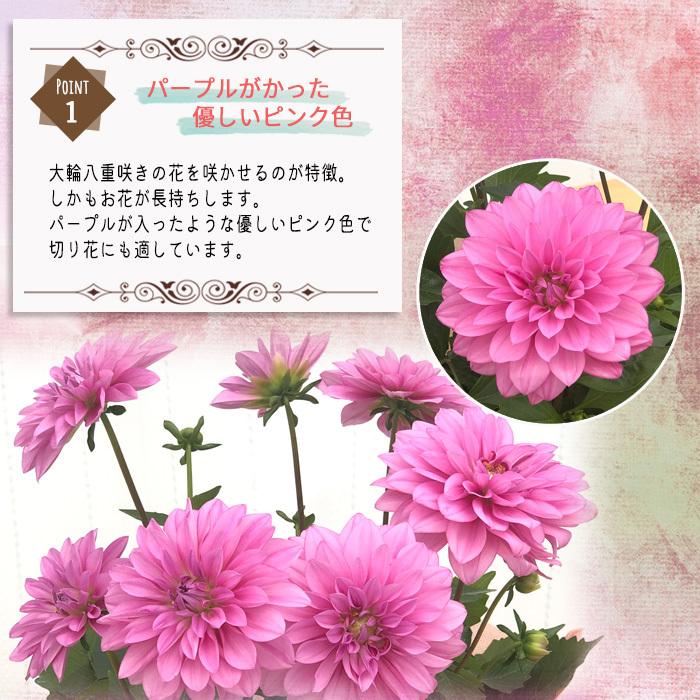 遅れてごめんね 母の日 ギフト ダリア メンドーサ 5号鉢 送料無料 贈り物 プレゼント 花 鉢植え Z フラワーネット日本花キ流通 通販 Yahoo ショッピング