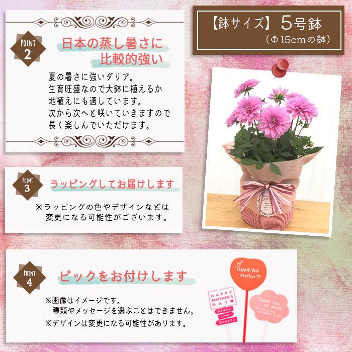 遅れてごめんね 母の日 ギフト ダリア メンドーサ 5号鉢 送料無料 贈り物 プレゼント 花 鉢植え Z フラワーネット日本花キ流通 通販 Yahoo ショッピング