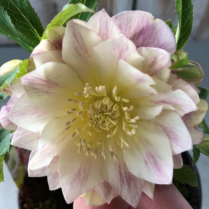 クリスマスローズ アプリコットピンクシルバーバック ダブル 0218 102 現品販売 広瀬園芸 5号鉢 開花株 Z フラワーネット日本花キ流通 通販 Yahoo ショッピング