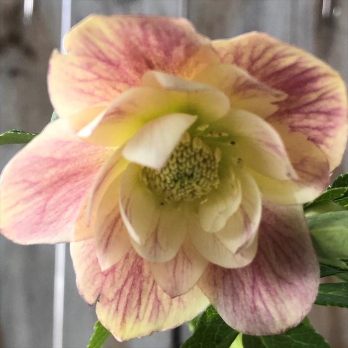 クリスマスローズ アプリコットベイン ダブル 0218 1 現品販売 広瀬園芸 4 5号鉢 開花株 Z フラワーネット日本花キ流通 通販 Yahoo ショッピング