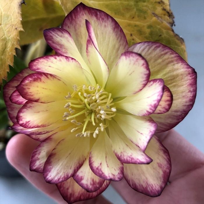 クリスマスローズ ルミナス系 オーレア ダブル 0218 139 現品販売 松浦園芸 15cmポット 開花株 Z フラワーネット日本 花キ流通 通販 Yahoo ショッピング