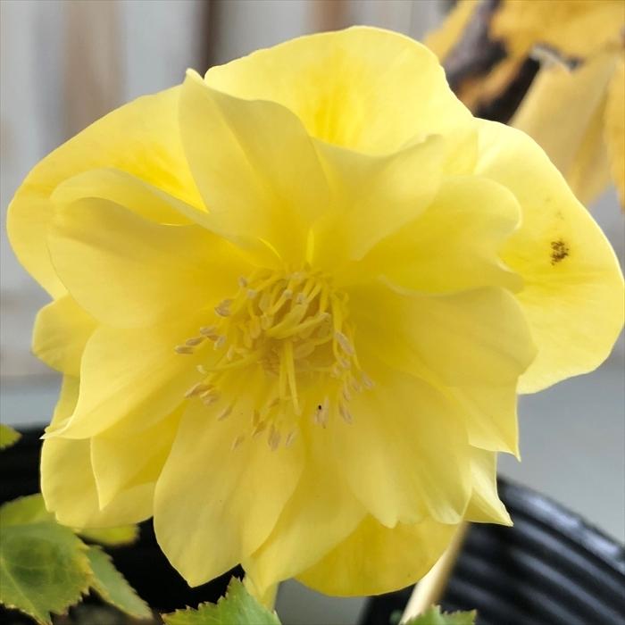 クリスマスローズ ゴールド ダブル 0218 141 現品販売 松浦園芸 15cmポット 開花株 Z フラワーネット日本花キ流通 通販 Yahoo ショッピング