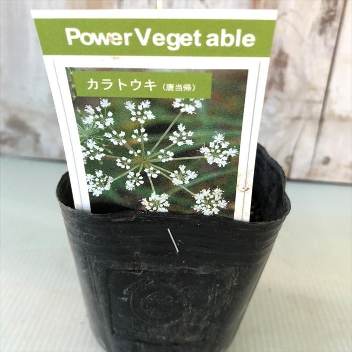 お家で育てる薬草 唐当帰 9cmポット苗 トウキ セリ科 ハーブ 生薬 漢方 Z フラワーネット日本花キ流通 通販 Yahoo ショッピング