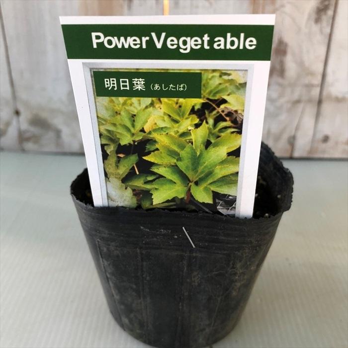 お家で育てる薬草 明日葉 9cmポット苗 アシタバ セリ科 ハーブ 生薬 漢方 Herb Z フラワーネット日本花キ流通 通販 Yahoo ショッピング