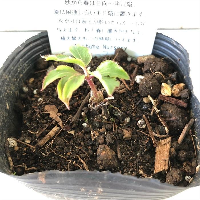 お家で育てる薬草 明日葉 9cmポット苗 アシタバ セリ科 ハーブ 生薬 漢方 Z フラワーネット日本花キ流通 通販 Yahoo ショッピング