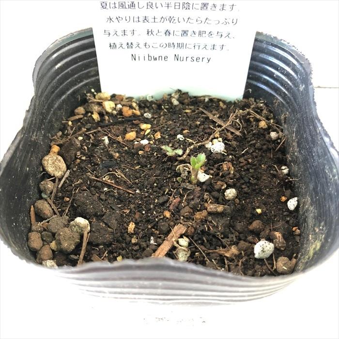 お家で育てる薬草 ハマボウフウ 9cmポット苗 浜防風 セリ科 ハーブ 生薬 漢方 Z フラワーネット日本花キ流通 通販 Yahoo ショッピング