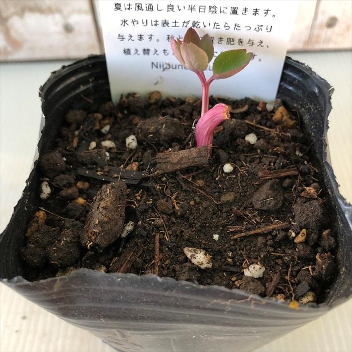 お家で育てる薬草 ボタンボウフウ 9cmポット苗 長命草 セリ科 ハーブ 生薬 漢方 Z フラワーネット日本花キ流通 通販 Yahoo ショッピング