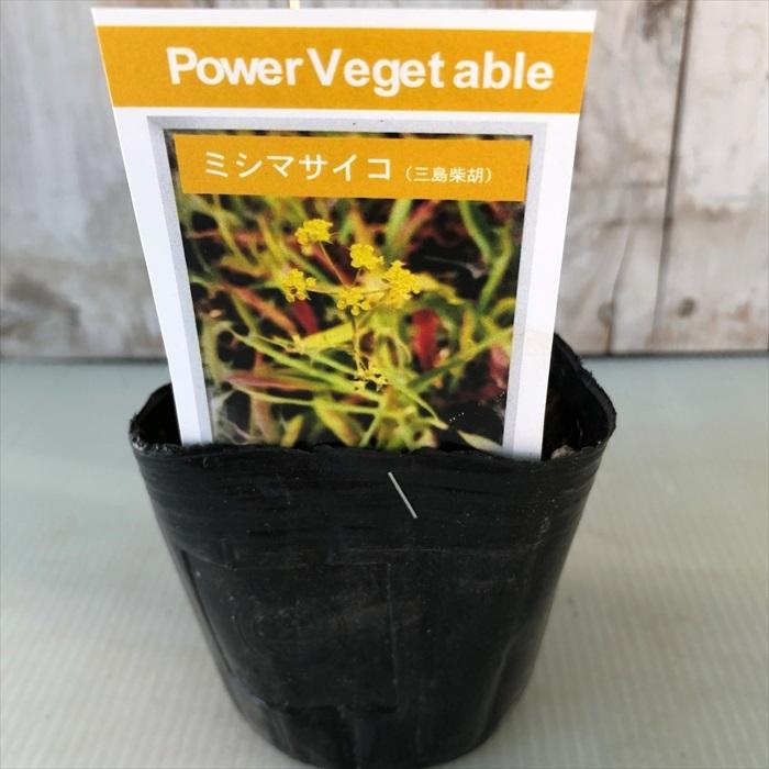 お家で育てる薬草 三島柴胡 9cmポット苗 ミシマサイコ セリ科 ハーブ 生薬 漢方 Herb Z フラワーネット日本花キ流通 通販 Yahoo ショッピング