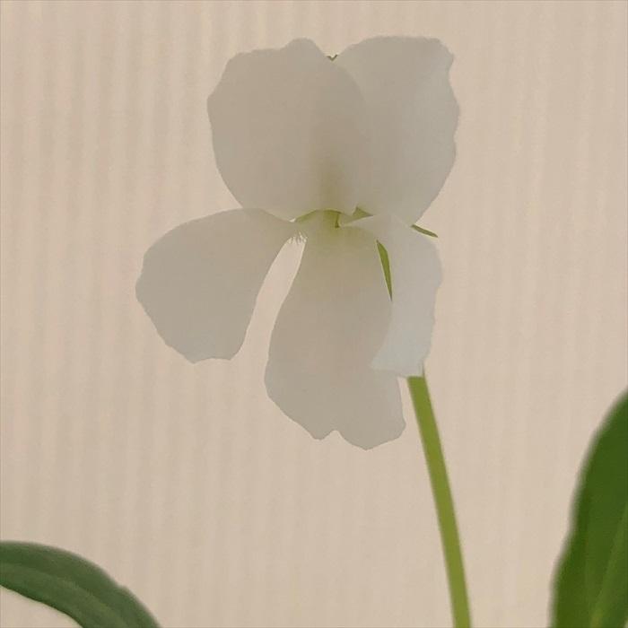 可憐なスミレ スミレ 初雪 6cmポット苗 菫 すみれ スミレ科 宿根草 山野草 グランドカバー Z フラワーネット日本花キ流通 通販 Yahoo ショッピング