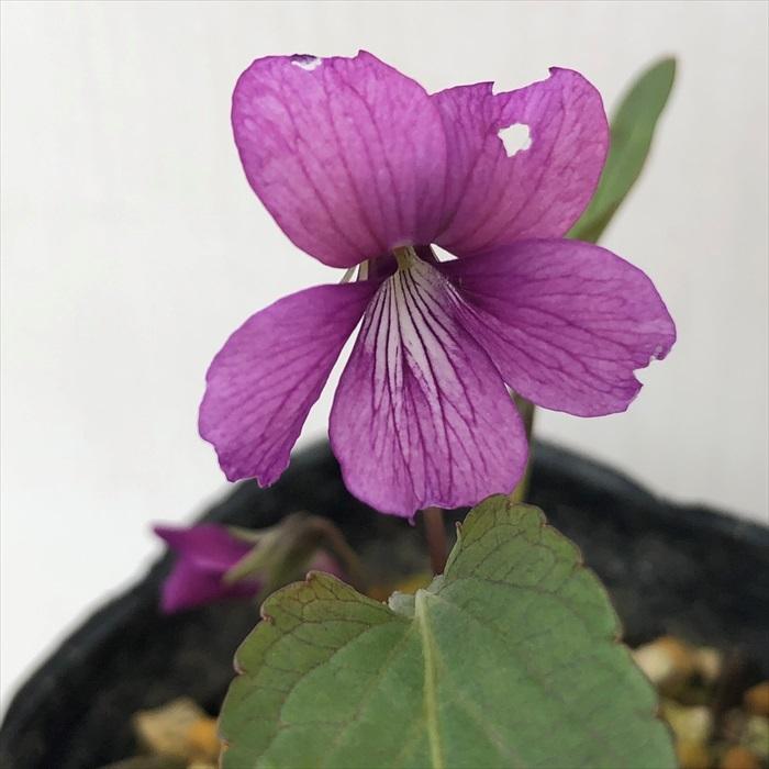 可憐なスミレ スミレ えび茶 6cmポット苗 菫 すみれ スミレ科 宿根草 山野草 グランドカバー Z フラワーネット日本花キ流通 通販 Yahoo ショッピング