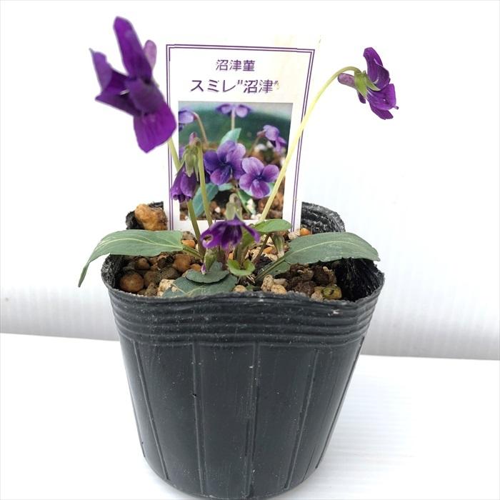 日本花キ流通 予約販売 スミレ 苗 沼津 7.5cmポットすみれ 山野草